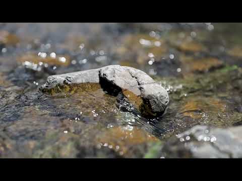 "Karoola" 651 Karoola Road, Inverell, NSW 2360, 8房, 2浴, Lifestyle Property