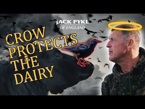 Crow protects the dairy! Crows and Tame pigeons shooting in Kent with crow whisperer - Andy Crow.
