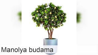 Manolya budama: Nasıl ve ne zaman yapılmalı?