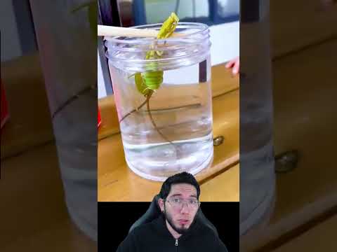 Parasite inside Praying Mantis