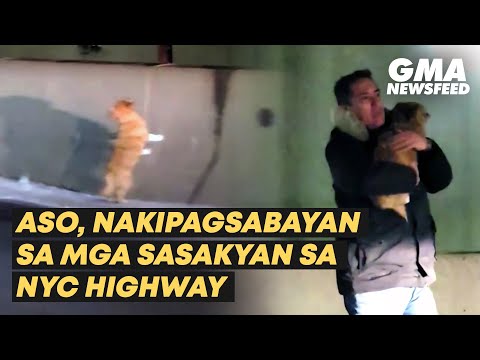 Aso, nakipagsabayan sa mga sasakyan sa NYC highway GMA News Feed