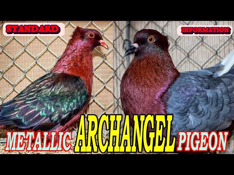 , title : 'Archangel Pigeon Information  Standard, Characteristics, Color, Uses, Appearance'
