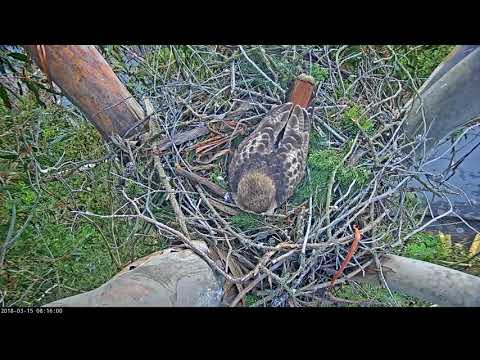 Red-tailed hawk incubation shift change