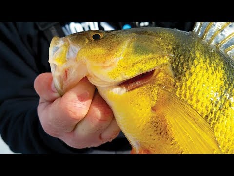 World Class Ice Fishing in the MOUNTAINS