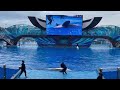 SeaWorld Orlando Orca Encounter Full Show HIGHLIGHTS 4K 9 21 21