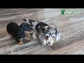 Miniature Dachshund dogs for sale: Patrick - Video 1