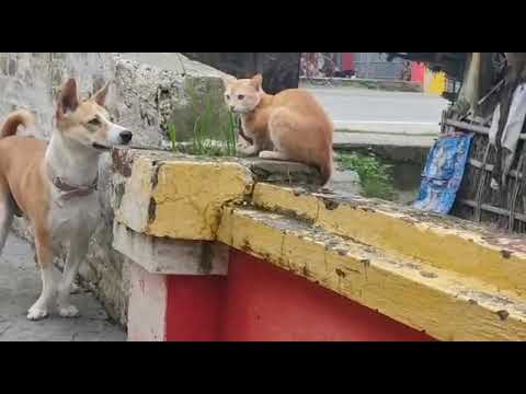 Love between Cat & Dog