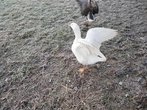 Quelle Devrait Etre L Alimentation Des Oisons A La Maison Farmer