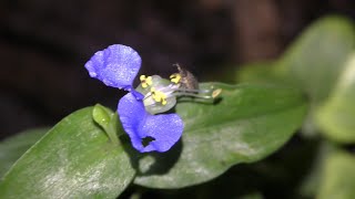 Growing Dayflower in Aquarium