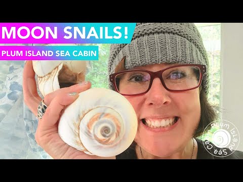 Facts About The Moon Snail | Virtual Shelling | Shelling New England | Plum Island Massachusetts