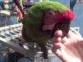 Military Macaw Being Cute