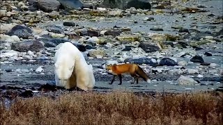PBI Tundra Lodge North - Polar Bear and Red Fox!