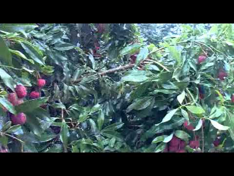 produção de lichias no pr em jaguariaíva