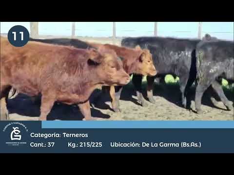 Lote Machos - De la Garma Bs As