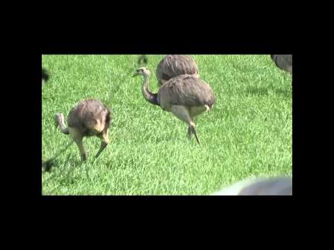 Nandufilm  MOV 1280 720 192