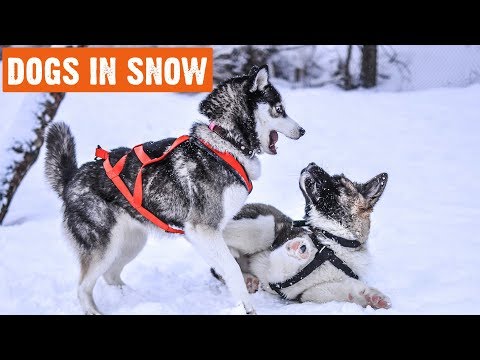 Funny Dogs In Snow Compilation | 1/2019