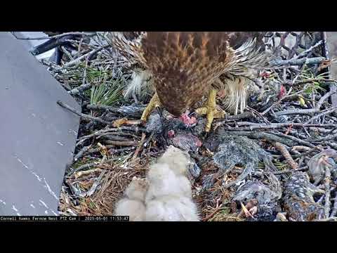 Little #3 went for a ride #CornellHawks 2020 05 01