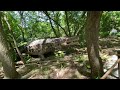 Explore The Dino World In Detroit Zoo