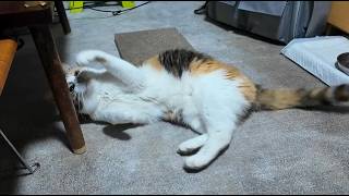 2026.4.28 フミ姫様の朝活（夜活）