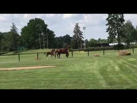 Hengstfohlen von For Romance II