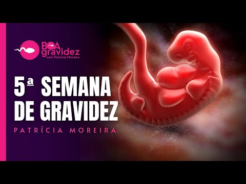 5 SEMANAS DE GRAVIDEZ - Gravidez Semana a Semana