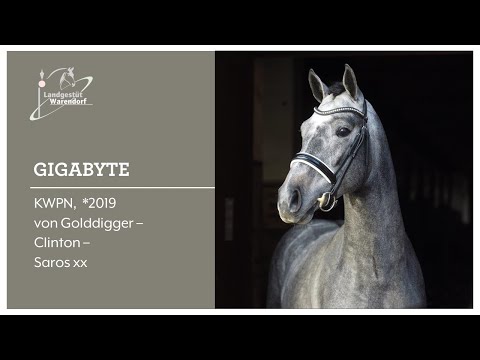 Gigabyte 26 02 2022 an der Hand, frei laufend und im Freispringen