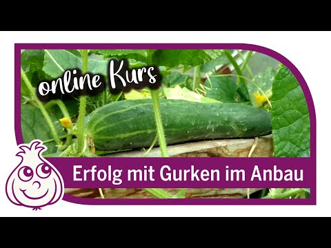 , title : 'Gurken erfolgreich anbauen & richtig pflanzen | Online Kurs Teil 1'
