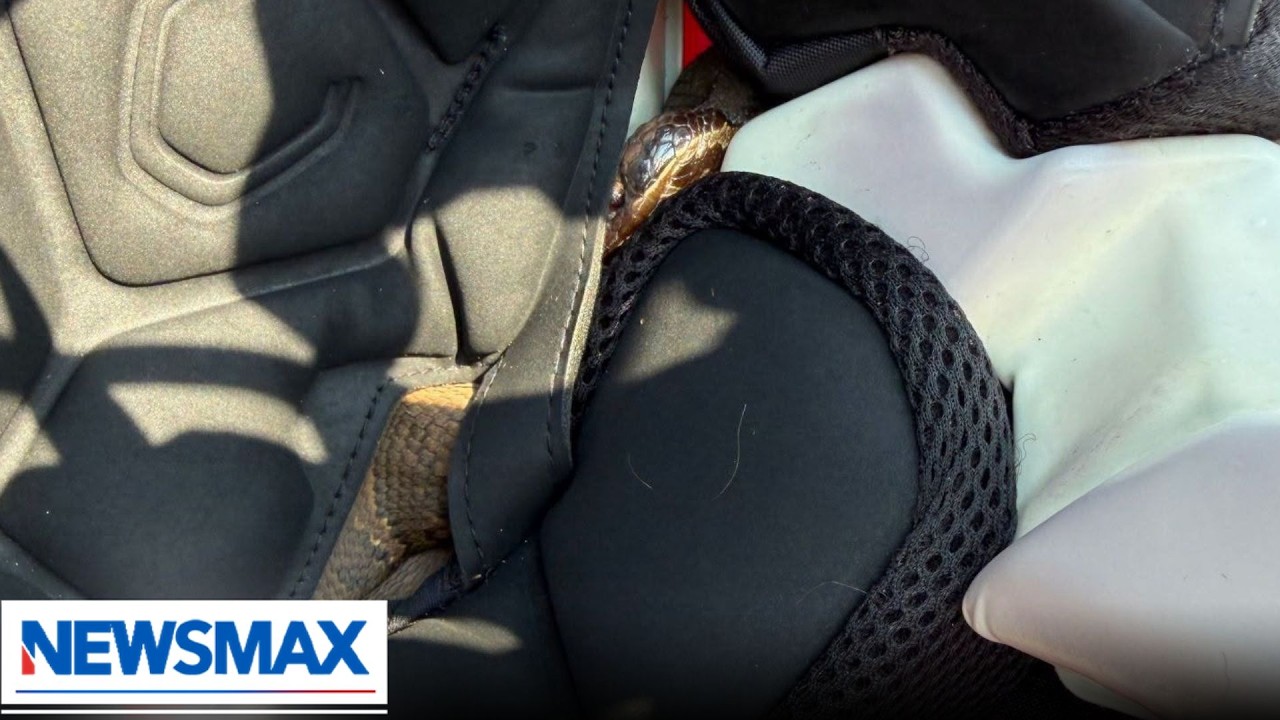 Venomous snake found inside high school football player's helmet | National Report