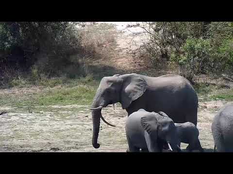 Djuma: Elephants (Fang's herd) and group of Giraffes - 12:40 - 09/23/20