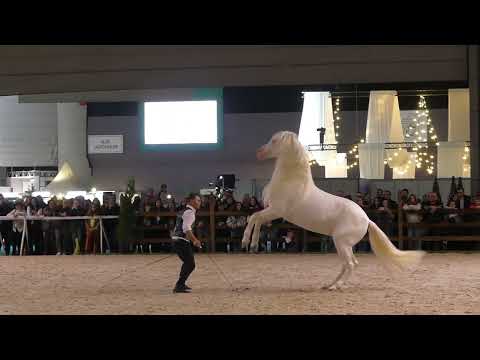 Spectacle équestre au CHI de Genève 2024