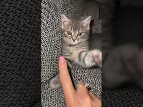 #cats #kitten #cat #funnycats #cattok #catlove  #katzen  #catshorts #cutecat