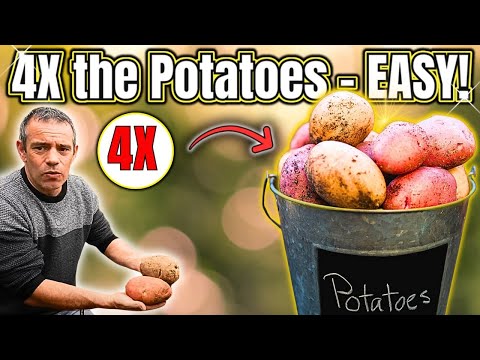 Why Containers Change Potato Yields