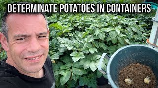 Ultimate Potato Guide: Master Container Growing for an Unbelievable Early Harvest!