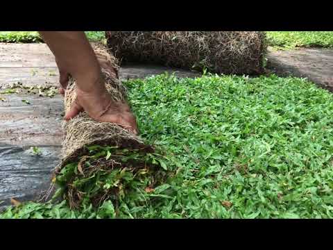 download lagu mp3 mp4 Malaysian Grass, download lagu Malaysian Grass gratis, unduh video klip Malaysian Grass