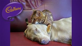 Cadbury Dairy Milk - Medley