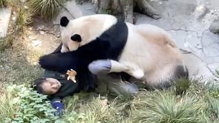 Download lagu Panda Attacks Zookeeper 😱 mp3