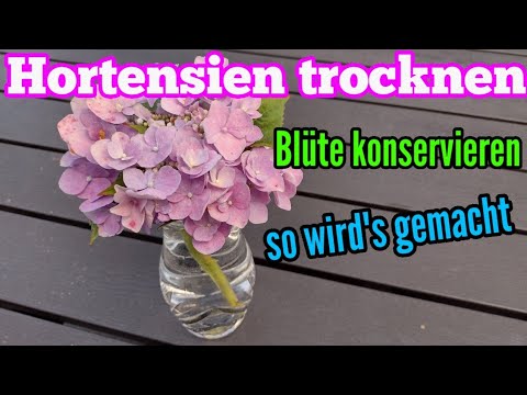 Drying and preserving hydrangea blossoms - How to make the flowers last longer