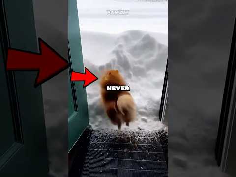 Never Let Your Dog See Snow 😂😭 #shorts #dog