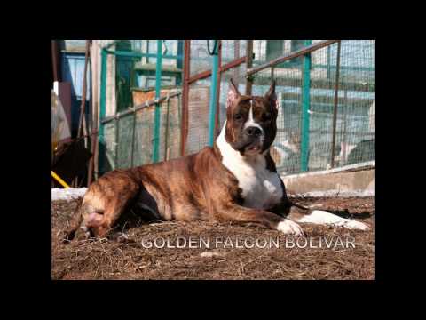 GOLDEN FALCON  BOLIVAR ( 1 year ) ataxia- carrier