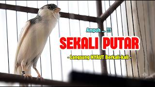 Download lagu Suara PANCINGAN Kenari PAUD Belajar Bunyi Ngeriwik Kenari GACOR Panjang || Masteran Kenari Paud #774 mp3 Download lagu Suara PANCINGAN Kenari PAUD Belajar Bunyi Ngeriwik Kenari GACOR Panjang || Masteran Kenari Paud #774 mp3