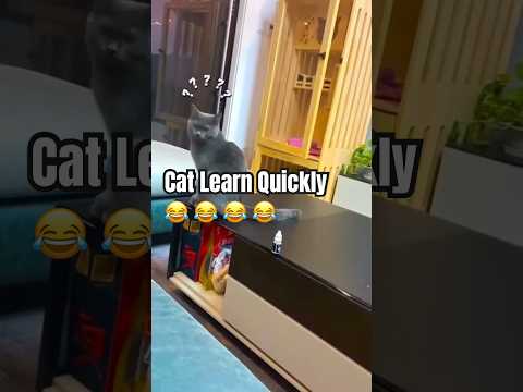 Cat Learn Quickly #comedy #funnycats #funny
