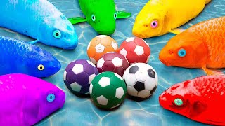 Funny Fish Videos ❤️ Rainbow Koi Fish's football match with Crabs, Frogs | Stop Motion ASMR CoCo