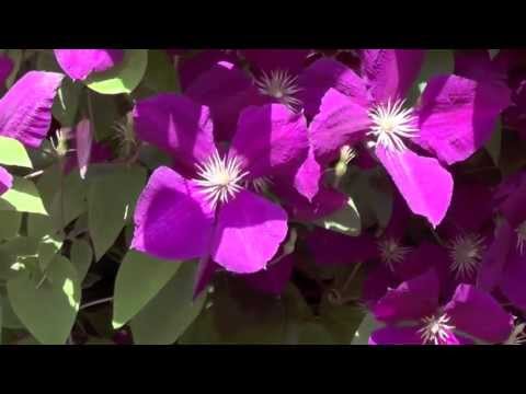 Geführte Entspannung am See - Tiefenentspannung Autosuggestion