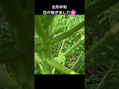 キョウチクトウに最適なマルチは何ですか?成長に最適なヒント  庭園