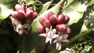 preview picture of video 'Borneo's pink jungle banana-Musa Velutina'