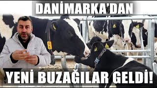 Danimarka'dan Yeni Düveler Çiftliğe İndi! İlk Yemleme / Verimli Çiftli