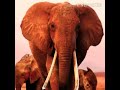 Elephant Trumpet 3