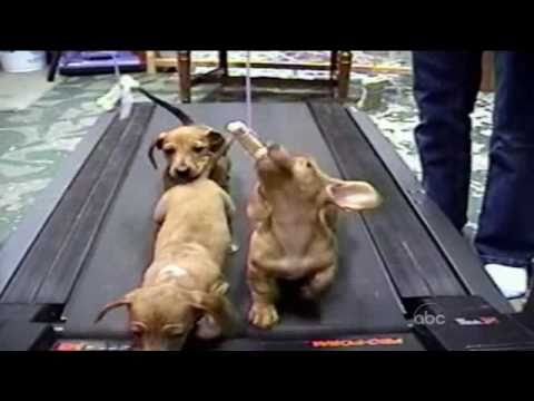 ¡Los Más Locos y Divertidos Videos De Perros!