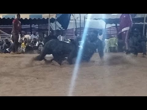 Léo boyard vs yekini djilass à loul sésséne combat choc...