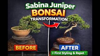 Sabina Juniper Bonsai Transformation 🌿 First Styling + Repot